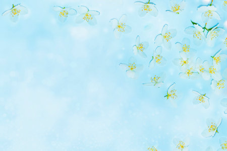 White Jasmine flowers pattern top view, flat lay. delicate spring flowers. natureの写真素材