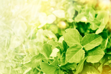 green clover leaves. St.Patrick's Day. Spring natural background. Lucky Irish Four Leafの写真素材