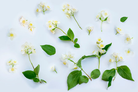 White Jasmine flowers pattern top view, flat lay. delicate spring flowers. natureの写真素材