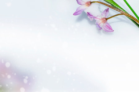 nature. snowdrop flower growing in snow in early spring forestの写真素材