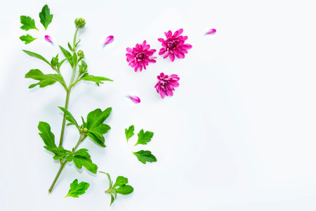floral frame chrysanthemum flower. Beautiful flowers composition. nature;の写真素材