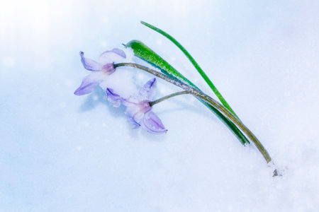 nature. snowdrop flower growing in snow in early spring forestの写真素材