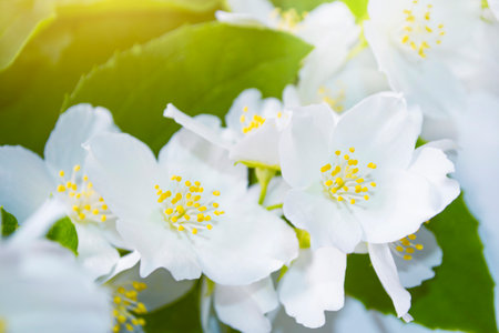 White jasmine. The branch delicate spring flowers. natureの写真素材