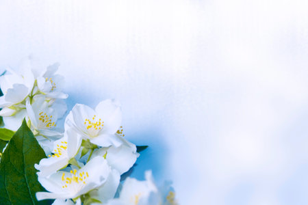 White jasmine. The branch delicate spring flowers. natureの写真素材