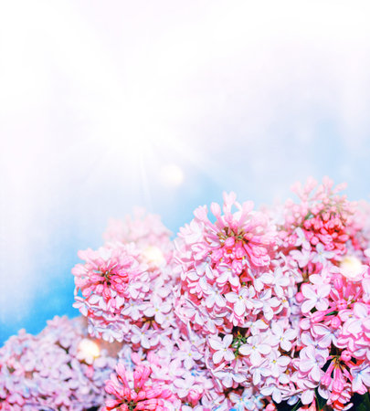Spring branch of blossoming lilac. Beautiful violet Lilac flowerの写真素材