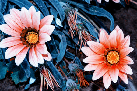 Colorful chrysanthemum flowers on a background of the autumn landscape. meadow blooming. natureの写真素材