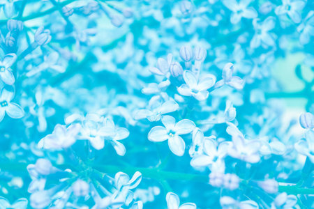soft focus. Natural floral background. Spring branch of blossoming lilac. Beautiful violet Lilac flowerの写真素材