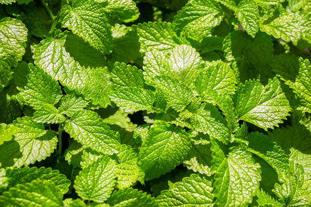 Nature. beautiful green leaves of melissa. Plant.