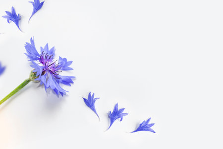 Natural floral background from petals of a cornflower flower. Composition. wildflowerの写真素材