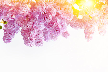 Spring branch of blossoming lilac. Beautiful violet Lilac flowerの写真素材
