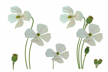 poppy flowers isolated on white background. Natureの写真素材