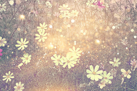 Colorful cosmos flowers on a background of summer landscape. natureの写真素材