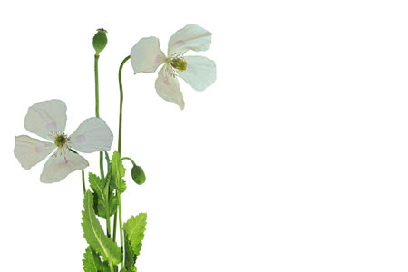 poppy flowers isolated on white background. Natureの写真素材