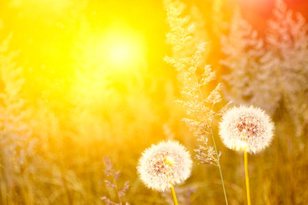 Fluffy dandelion flower against the background of the summer landscape.の写真素材
