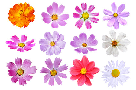 Bright colorful cosmos flowers isolated on white background. natureの写真素材