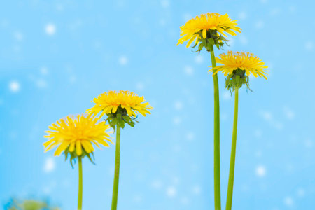 Fluffy dandelion flower against the background of the summer landscape.の写真素材