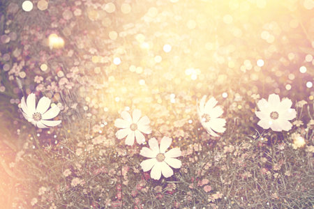 Colorful cosmos flowers on a background of summer landscape. natureの写真素材