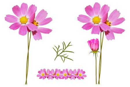 Bright colorful cosmos flowers isolated on white background. natureの写真素材