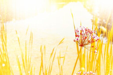 wild meadow pink flowers against a background of sunlight. Autumn background. fields. Nature.の写真素材