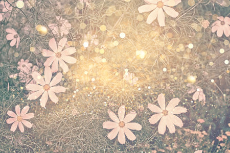 Colorful cosmos flowers on a background of summer landscape. natureの写真素材