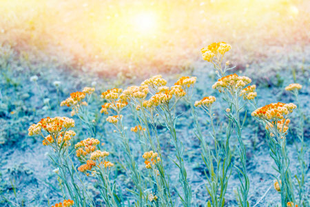 wild meadow pink flowers against a background of sunlight. Autumn background. fields. Nature.の写真素材