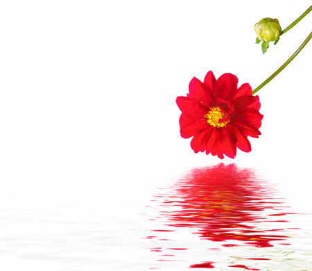 Colorful bright flower dahlia isolated on white background. natureの写真素材