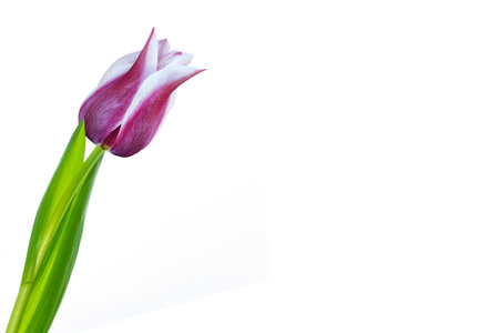 Bouquet. greeting card. spring flowers tulips isolated on white background. floral collection.の写真素材