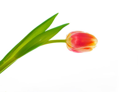 Greeting card. spring flowers tulips isolated on white background. floral collection.の写真素材