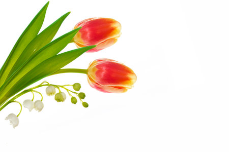 Bouquet. greeting card. spring flowers tulips isolated on white background. floral collection.の写真素材
