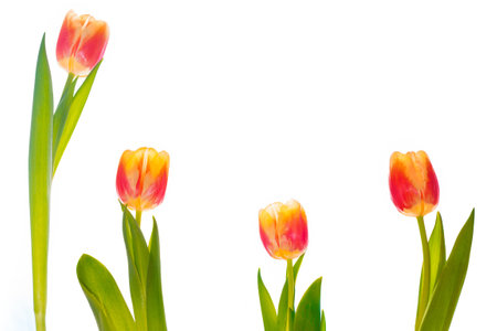 Bouquet. greeting card. spring flowers tulips isolated on white background. floral collection.の写真素材