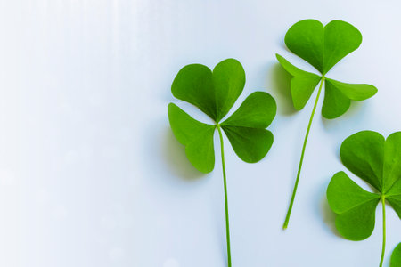 green clover leaves. St.Patrick's Day. Spring natural background.