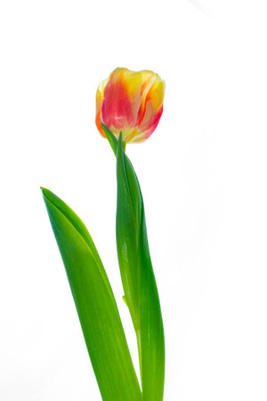 Greeting card. spring flowers tulips isolated on white background. floral collection.の写真素材