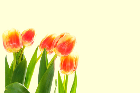 Bouquet. greeting card. spring flowers tulips isolated on yellow background. floral collection.の写真素材