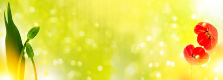 spring flowers tulips isolated background. floral collection.の写真素材