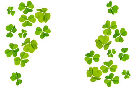 green clover leaves isolated on white background. St.Patrick's Day. foliage shamrockの写真素材