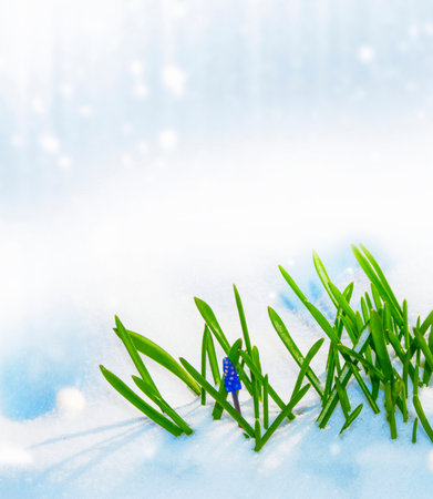 nature. hyacinth flower growing in snow in early spring forestの写真素材
