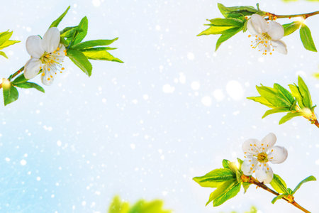 Delicate natural floral background. nature. Blossoming branch cherry. Bright colorful spring flowersの写真素材