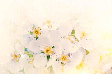 Blurred. Blossoming branch apple. Bright colorful spring flowers. Beautiful nature sceneの写真素材