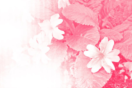Natural floral background. Stylized photo. Blurred. Colorful bright flowers summer landscape.の写真素材