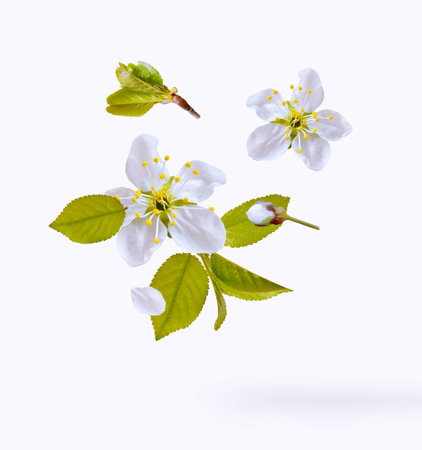 Flowering flower cherry isolated on a white background. natureの写真素材