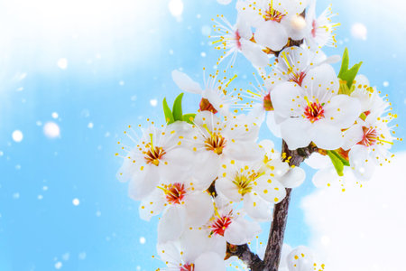 Delicate natural floral background. nature. Blossoming branch cherry. Bright colorful spring flowersの写真素材