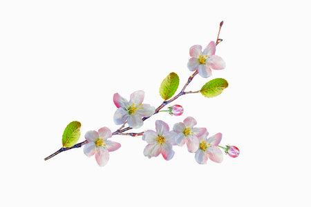 Apple blossom. Flowering branch of apple isolated on a white background. natureの写真素材