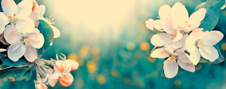 Blossoming branch apple. Bright colorful spring flowers. Beautiful nature sceneの写真素材