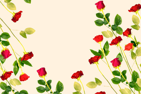 Bright colorful flower rose. Natural floral background. Holiday greeting card.の写真素材