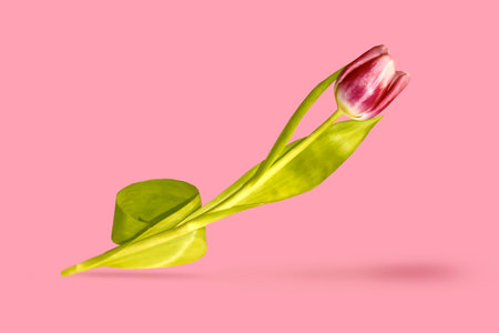 bouquet nature. Beautiful tulip flowers on light backgroundの写真素材