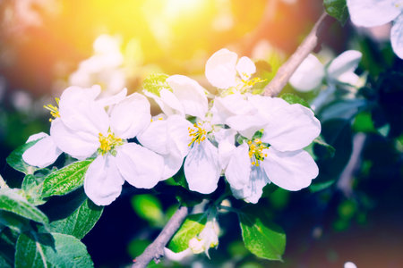Blurred. Blossoming branch apple. Bright colorful spring flowers. Beautiful nature sceneの写真素材