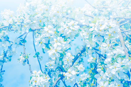 Blurred. Blossoming branch apple. Bright colorful spring flowers. Beautiful nature sceneの写真素材