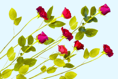 Bright colorful flower rose. Natural floral background. Holiday greeting card.