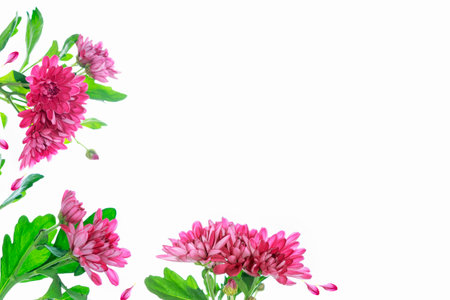 floral frame chrysanthemum flower. Beautiful flowers composition. nature;の写真素材