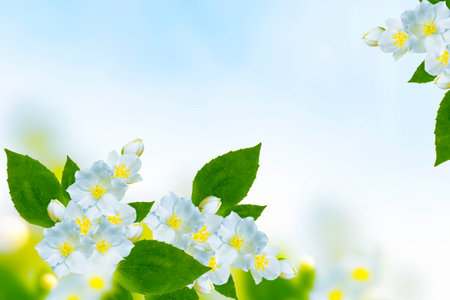 White jasmine. The branch delicate spring flowers. natureの写真素材